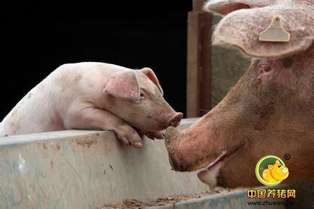 养猪场病弱猪很常见,如何鉴别与管理病弱猪?