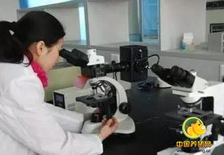 猪病抗体检测问题解析:抽样数?检测项目?费用?实验室建立等......_实验室诊断