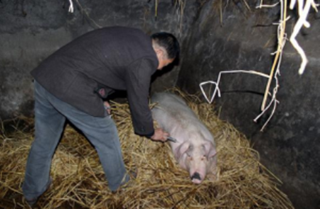 母猪猝死的防治措施,值得养猪户好好看看!_猪病门诊