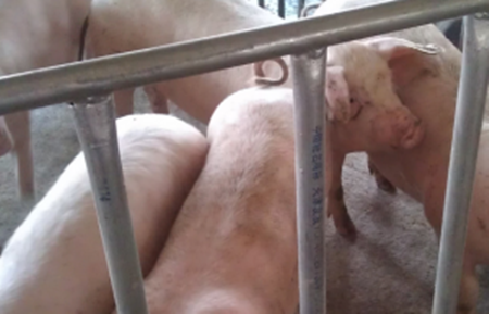 治病需追源 猪胸膜肺炎放线杆菌的传播力和疾病严重程度的关联性_猪病解析