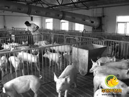 在猪场疫病防控过程中,如何利用诊断来优化PCV2免疫接种?_猪病门诊