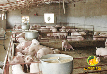 猪总是莫名生病,查查是不是中了下面这些毒?