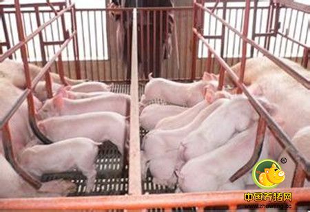 如何确定哺乳仔猪首次猪瘟疫苗的最佳时机?