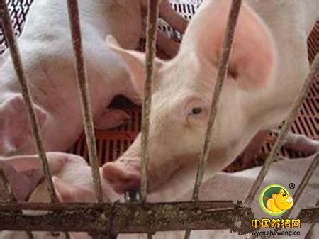 猪咳喘病治疗的真相,有多少养猪户走入误区?