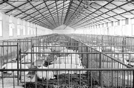 猪病的综合防控措施