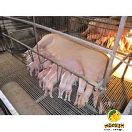 猪常见病病料的采集和保存