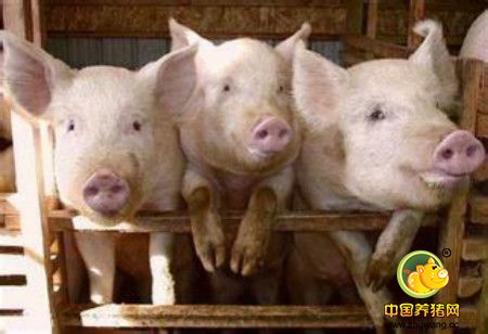 母猪缺钙会瘫痪,这些小问题不可忽视!