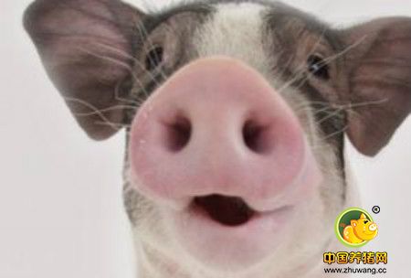 猪病治疗无效竟是这些原因导致的,如何防控?