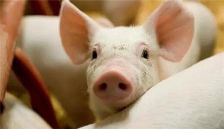 猪病综合防治黄金法则