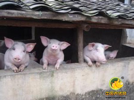 猪毛孔出血,谁能知道真正原因?