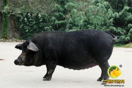 常见猪病诊断方法,这里搜集的最全了!