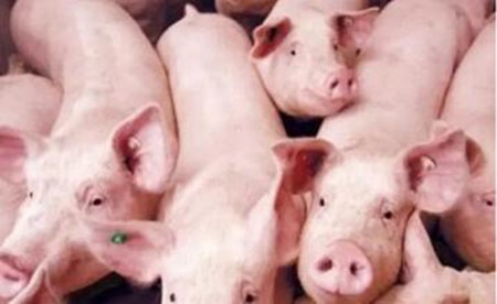 当前猪场猪伪狂犬病为何发病越来越严重?