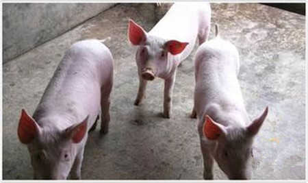 控制仔猪腹泻的几点措施