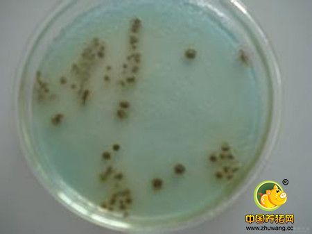 实验室对沙门氏菌有什么细菌实验?