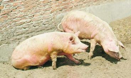 预防猪场口蹄疫的发生,这办法绝对管用