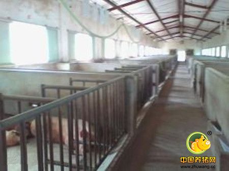 猪群抗体检测工作详解