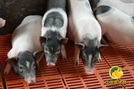 养殖香猪的疾病预防问题
