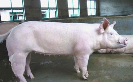母猪产前低温不食症