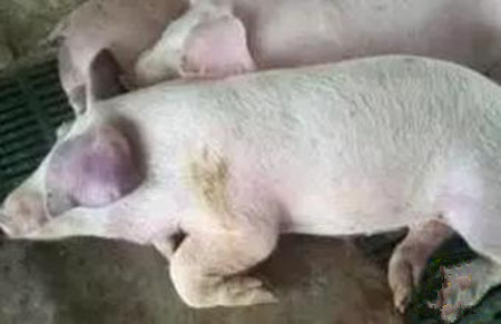 常见猪病诊断方法,这里搜集的最全了!