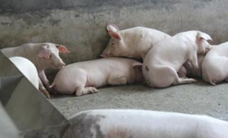 规模猪场管理如何科学用药