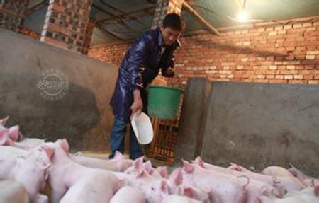 常见猪病诊断方法,这里搜集的最全了!