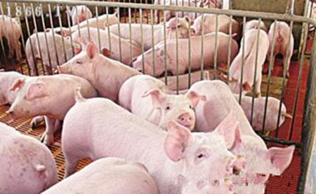 最前沿的蓝耳病、伪狂犬、口蹄疫、腹泻等疫病防控经验