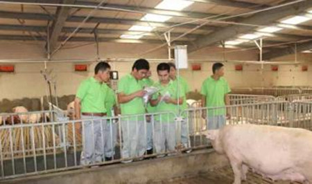 养猪人该熟记的猪病分类(详)!果断收藏