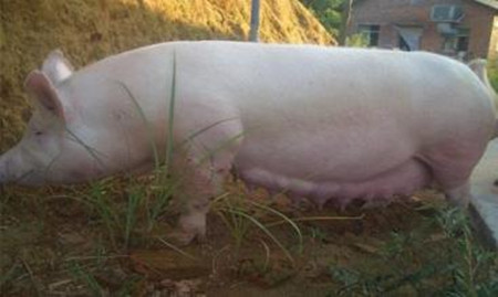 圆环病毒的危害您知道多少?