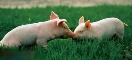 技术控的看过来!热应激对母猪生产力的影响