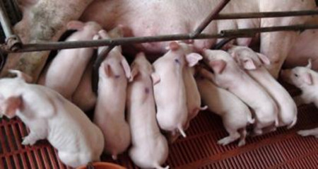 猪弓浆虫与猪肺疫混合感染的症状与防治