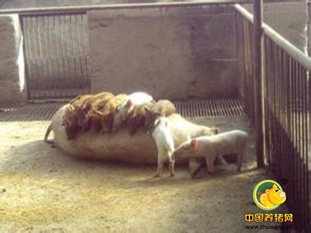 转季时节小猪突然倒地死亡,原因竟是它们!