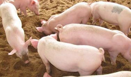 猪关节炎的成因和治疗方法