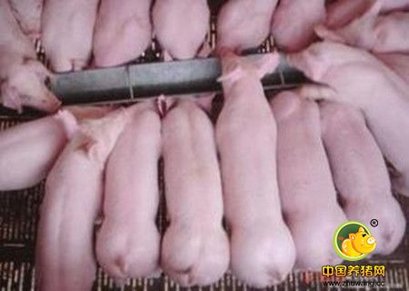 猪丹毒防控失败案例分析 如何正确使用疫苗?