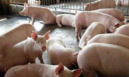 常见猪病诊断方法,这里搜集的最全了!