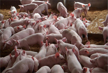 猪细小病毒病治疗方法