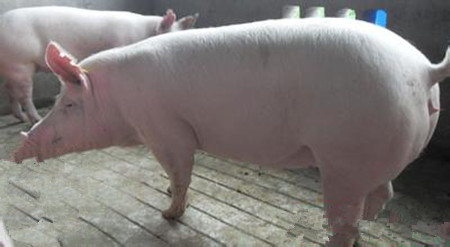 母猪发生肢蹄病与子宫炎偏多的原因和预防措施!