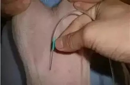 史上最全!猪身上所有部位注射方法和注意事项