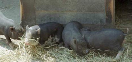 养猪秘诀:猪场该如何给猪正确体检?