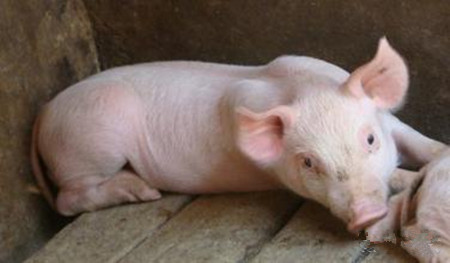 猪病诊断技巧,察眼观色识猪病