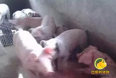 猪脂溢性皮炎发生机理(中西辩证,太经典)