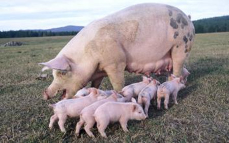 整天和猪在一起打交道,猪病诊断上您是否留意过这10种猪尿吗?