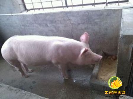 猪腹泻临床症状随着日龄而异,对外揭秘不同日龄猪的腹泻原因和对策全!