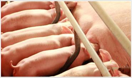 母猪群的亚健康您注意了吗?