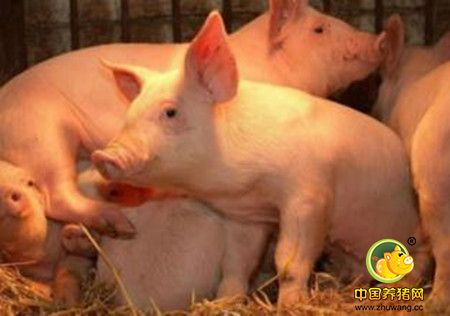 可以通过猪眼睛颜色巧辨猪病!