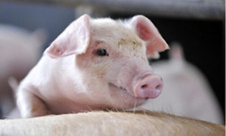 猪消化道疾病治疗验方