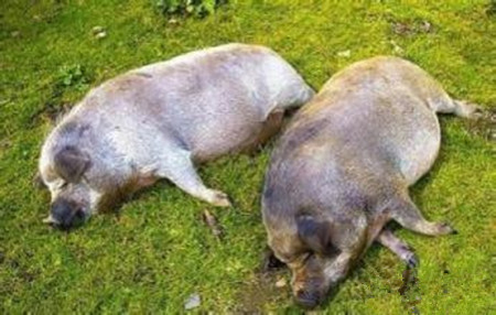 外购运输回来的仔猪大规模发病怎么预防!