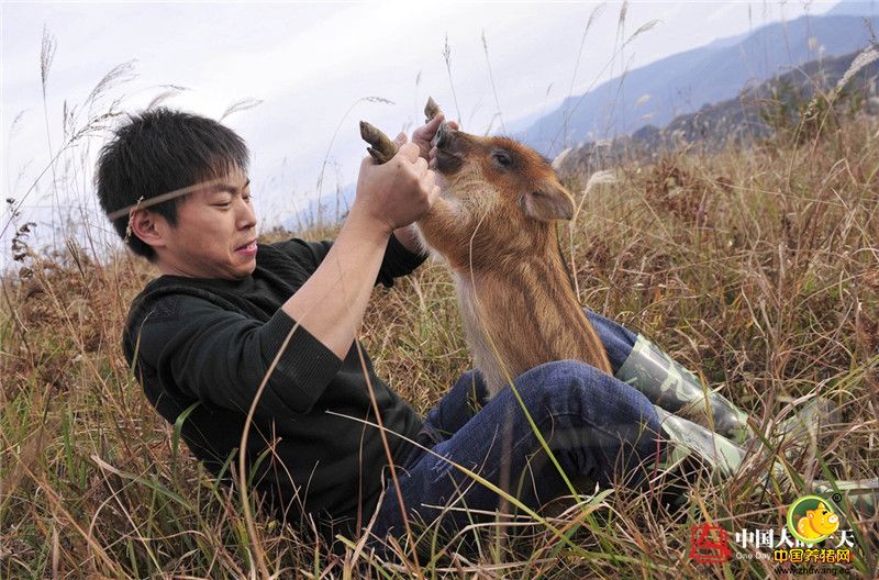 “一代野猪的猪肉口感不好！”他把野猪和家猪相互杂交，生出来的小猪野性少了很多，肉的口感也好了，“二代野猪肉很劲道，脂肪少，做出来的肉特香。”