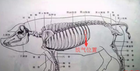 简单易学猪胀气急救办法,真能救猪命!