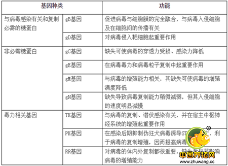 TK基因缺失对伪狂犬病有没有现实意义?