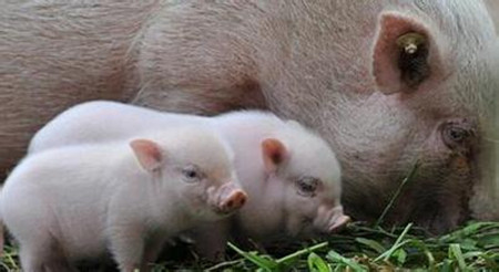 猪病越治越严重,不如不治?